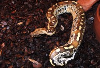 /album/python-curtus-breitensteini-/krajta-pestra-samicka-jpg/